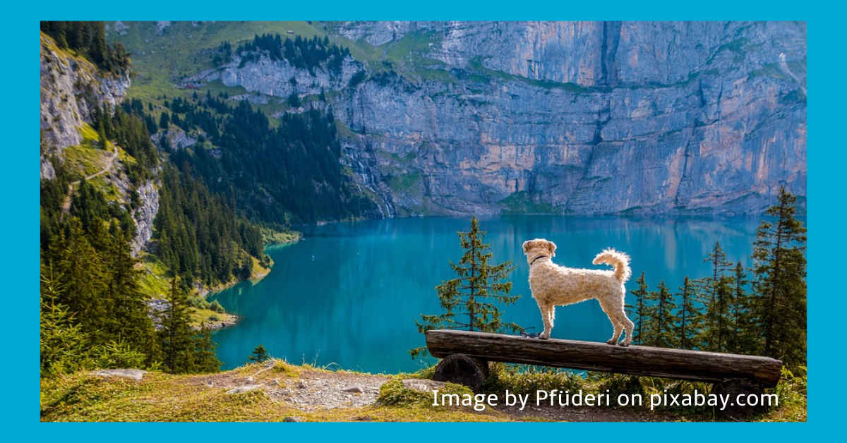 Picture of a dog standing on a foot bridge overlooking an alpine lake.